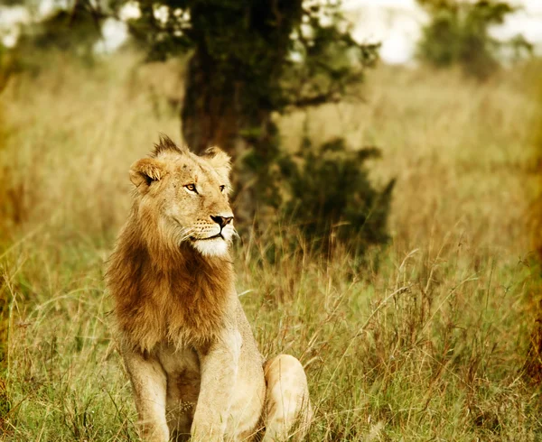 Joven león salvaje africano — Foto de Stock