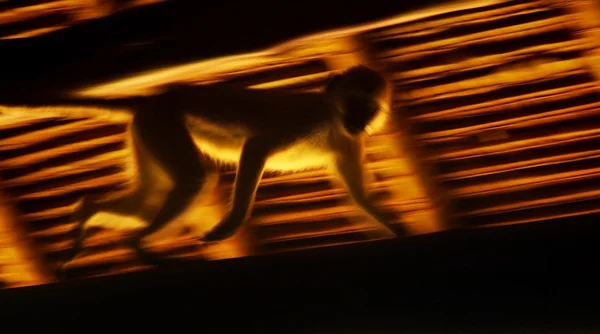 Running monkey slow motion — Stock Photo, Image