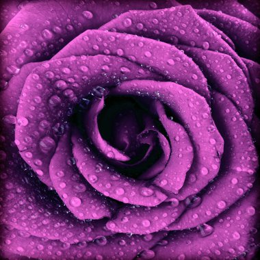 Purple dark rose background