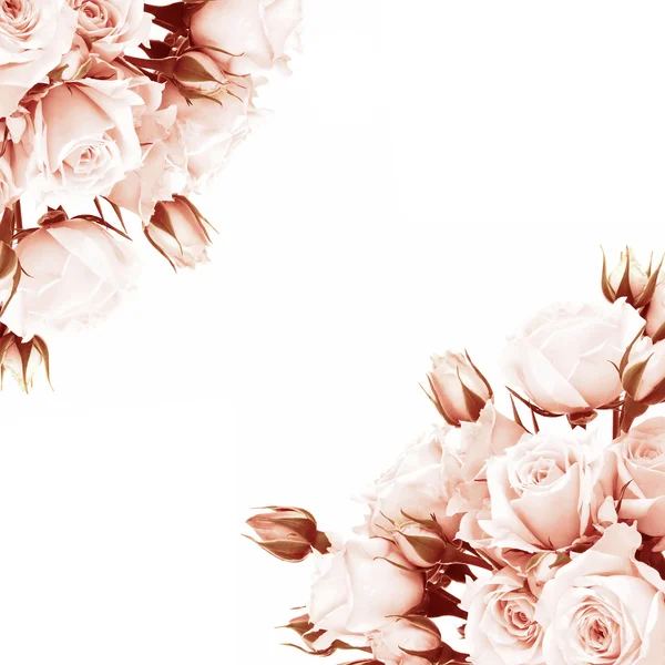 Cadre de roses fraîches — Photo