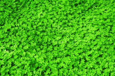 Green fresh clover field clipart