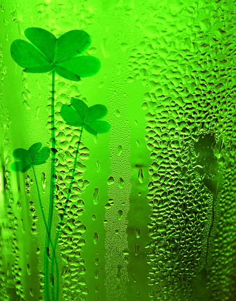 緑のクローバーのラッキーがビールの背景 — ストック写真