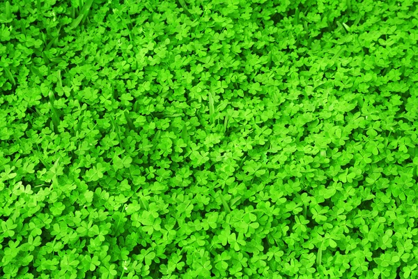Taze yeşil yonca alan — Stok fotoğraf