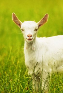 Cute goat portrait clipart