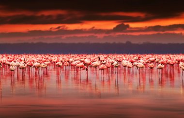 Güzel günbatımında gölde pembe flamingolar, doğal habitatta egzotik kuş sürüsü, Afrika manzarası, Kenya doğası, Nakuru Gölü ulusal parkı rezervi