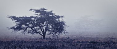 Afrika'nın sisli puslu orman, tek ağaç