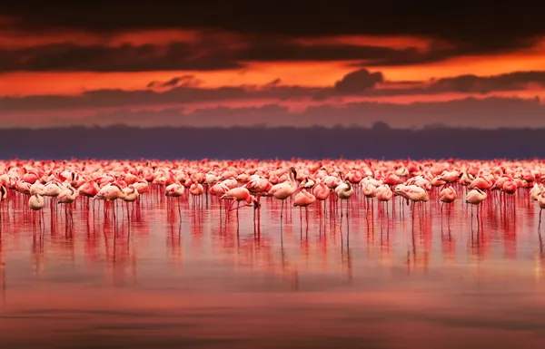 Roze Flamingo Het Meer Boven Prachtige Zonsondergang Zwerm Exotische Vogels — Stockfoto