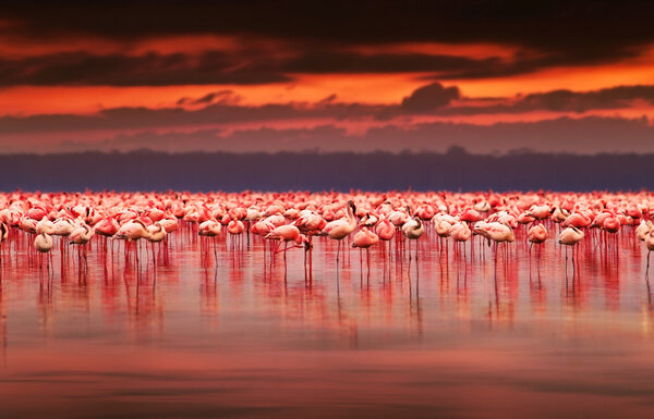 розовые фламинго в озере над красивым закатом, стадо экзотических птиц в естественной среде обитания, ландшафт Африки, природа Кении, озеро Накуру заповедник