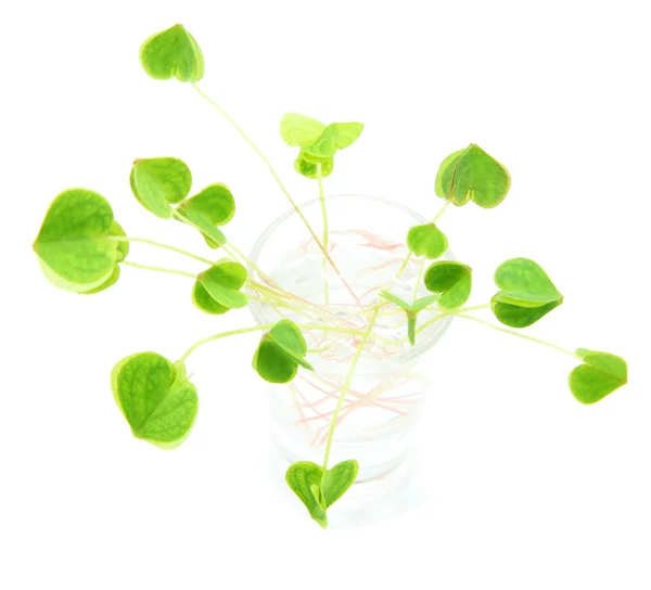 Čerstvý zelený jetel — Stock fotografie