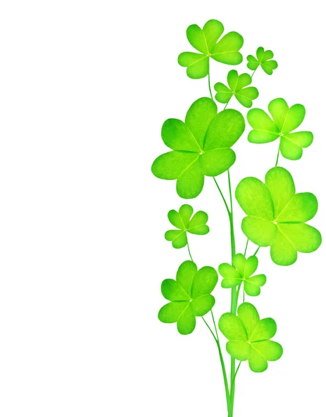 Groene verse clover — Stockfoto
