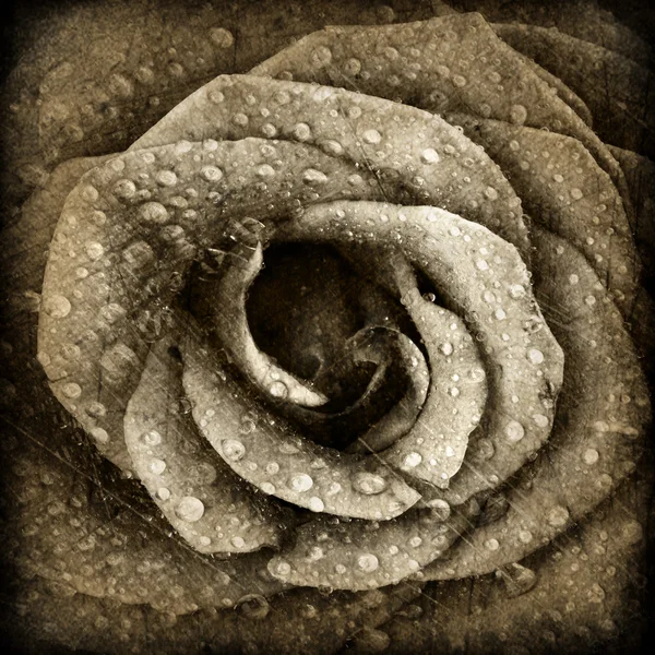 Sepia rose background — Stock Photo, Image