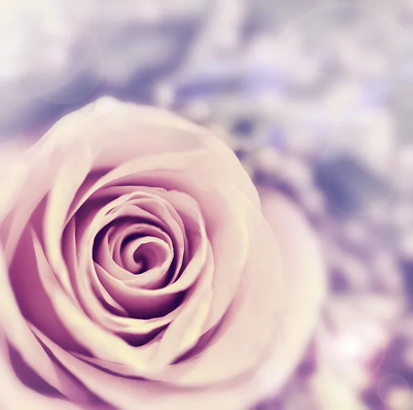 Zasněný růže abstraktní pozadí — Stock fotografie