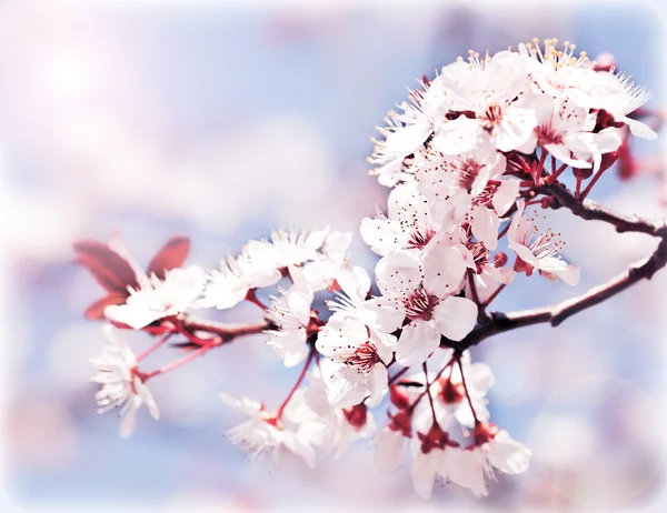 Árvore florescente na primavera — Fotografia de Stock