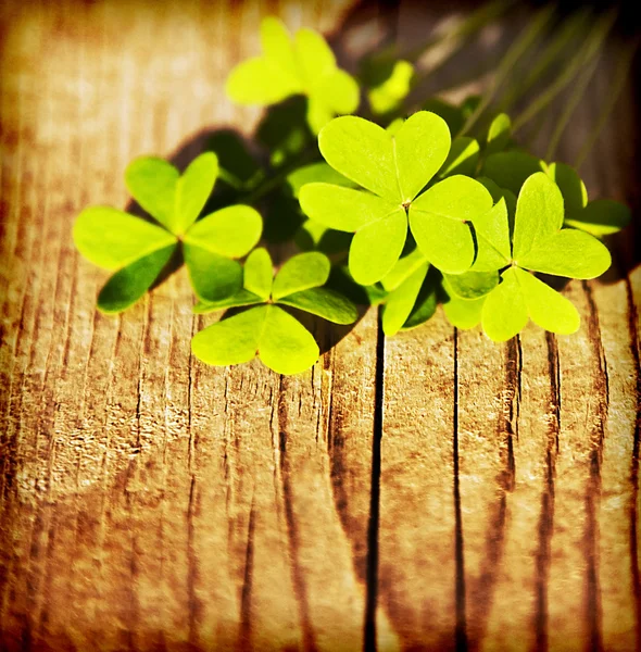 Fresh clover leaves over wooden background — Stock Photo, Image