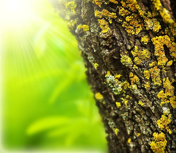 Frühling Wald abstrakten Hintergrund — Stockfoto