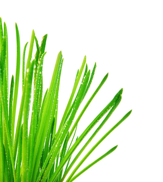 Gräsgräns för grönt gräs — Stockfoto