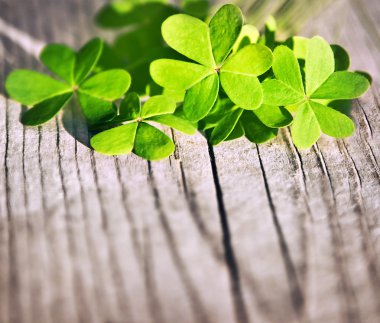 Fresh clover leaves over wooden background clipart