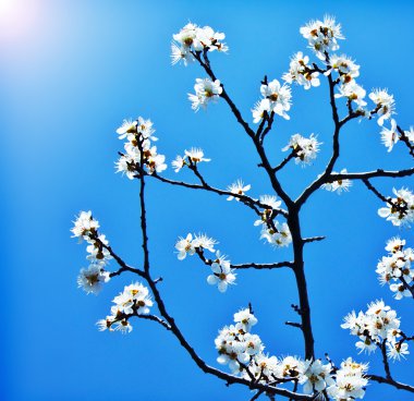 Blooming tree branch over blue sky clipart