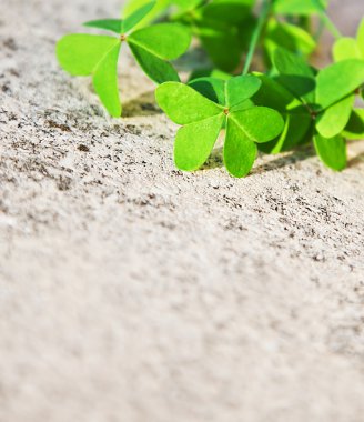 Fresh clover leaves over stone background clipart