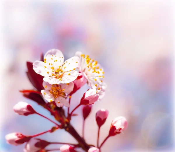 Árvore frutífera florescente na primavera — Fotografia de Stock