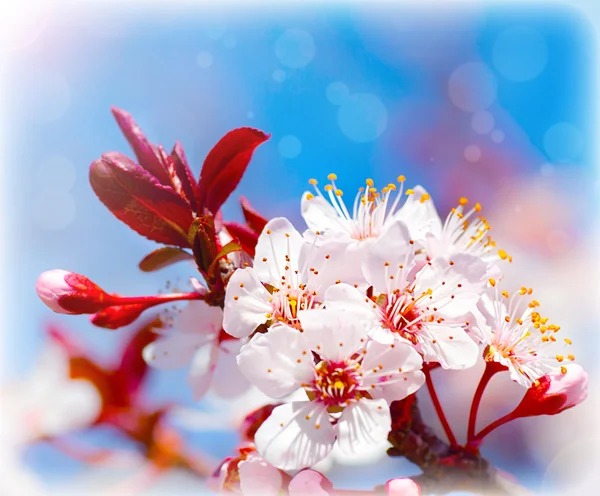 Blooming tree at spring — Stock Photo, Image