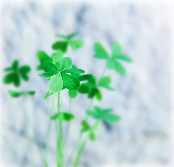 新鲜三叶草 — 图库照片