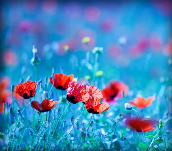 Poppy bloem veld 's nachts — Stockfoto