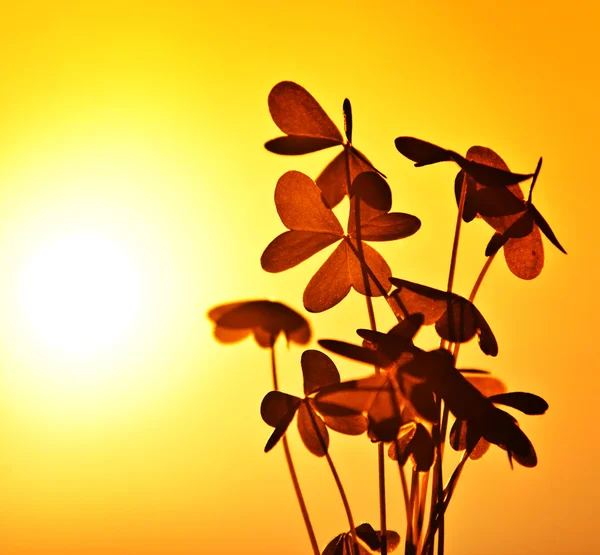 Koniczyna na zachodzie słońca — Zdjęcie stockowe