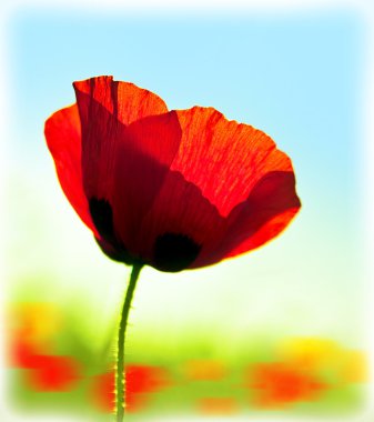 Blooming flower poppy field clipart