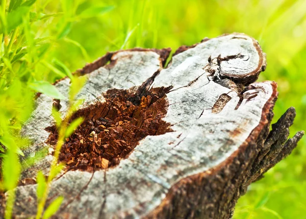 stock image Deforestation