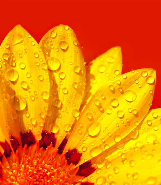 抽象的な花の花弁 — ストック写真