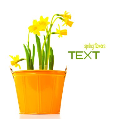 Pot of narcissus flower clipart