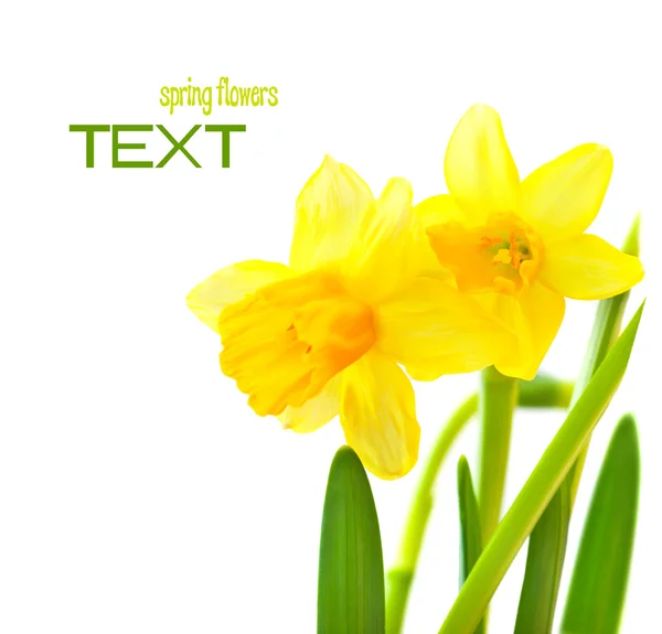 Spring floral border — Stock Photo, Image