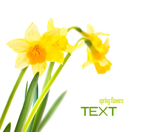 Spring floral border — Stock Photo, Image