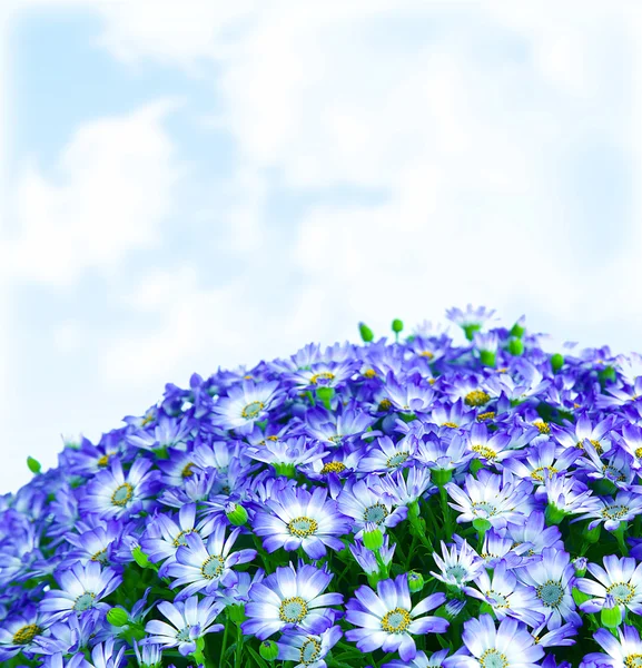 데이지 꽃 테두리 — 스톡 사진