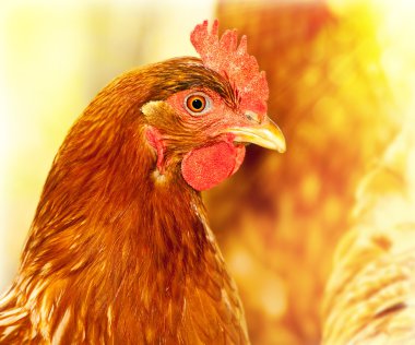 Chicken portrait clipart