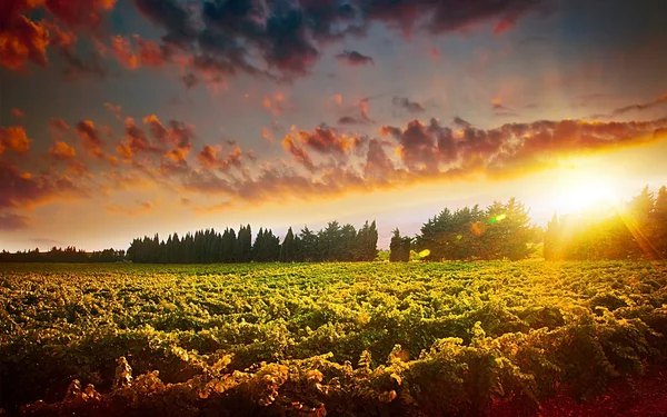 Atemberaubende Sonnenuntergangslandschaft des Weinfeldes — Stockfoto