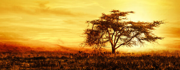 Силуэт большого африканского дерева над закатом
