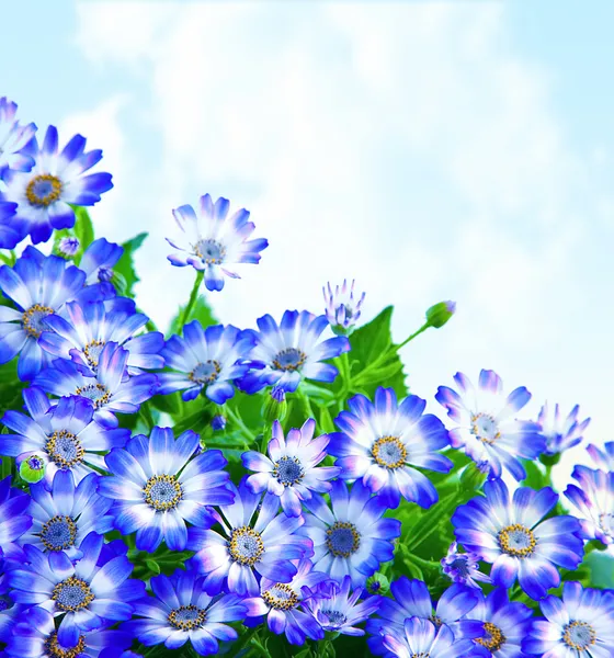 花のヒナギクの罫線 — ストック写真