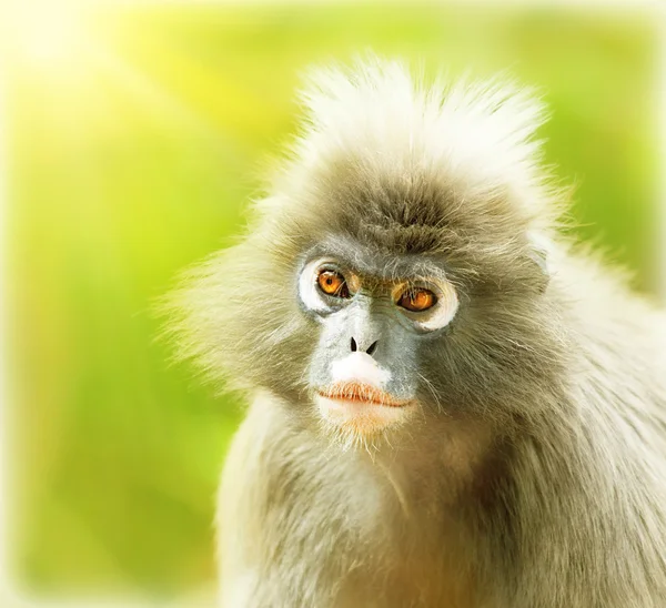 Сумрачная листовая обезьяна — стоковое фото