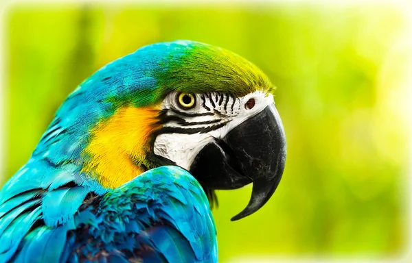 Exotic colorful African macaw parrot — Stock Photo, Image