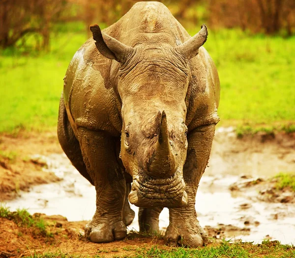 Riesiges südafrikanisches Nashorn — Stockfoto