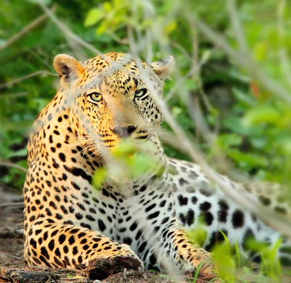 stock image Wild leopard portrait