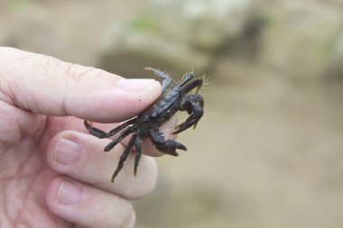 bir elin parmakları arasında Yengeç konu