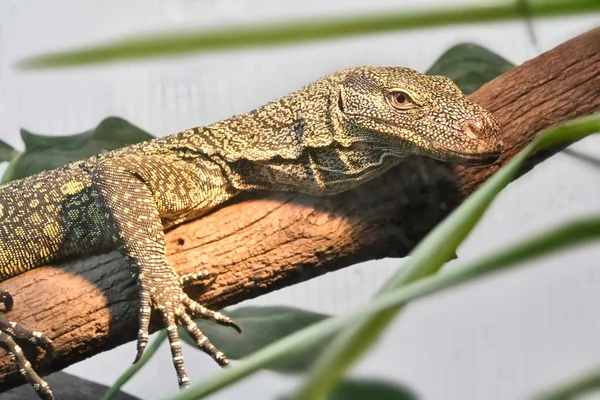 Great Green and black lizard — Stock Photo, Image