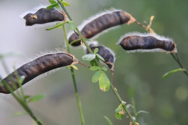 Plants with seed pods — Stock Photo, Image
