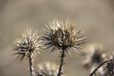 Thistle and white cotton during the summer