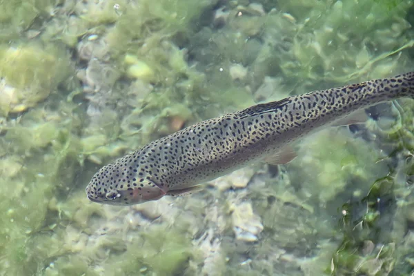 Trout in the River — Stock Photo, Image