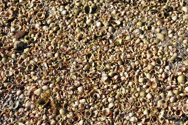 Stock image Thousands of shells on the beach background