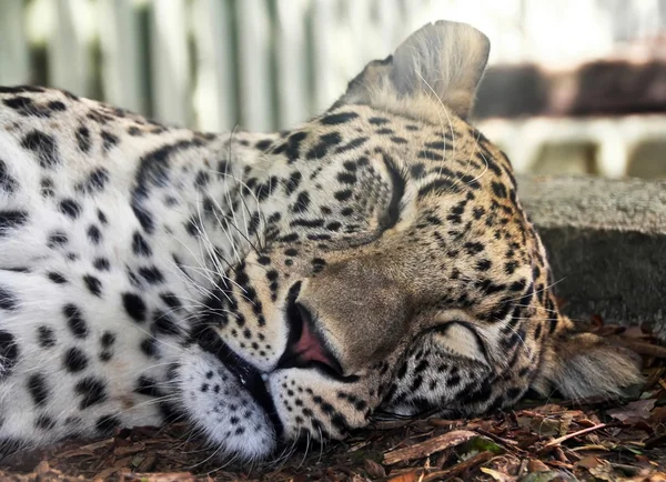 Sleeping after eating leopard — Stock Photo, Image